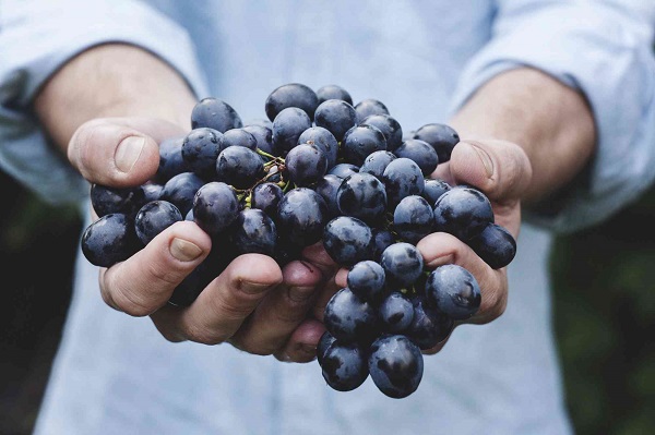 wine-guide-australia-learn-about-wine